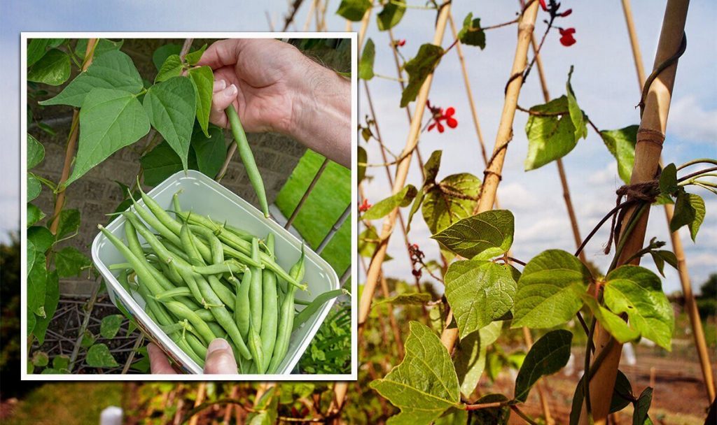 How to Harvest Runner Beans
