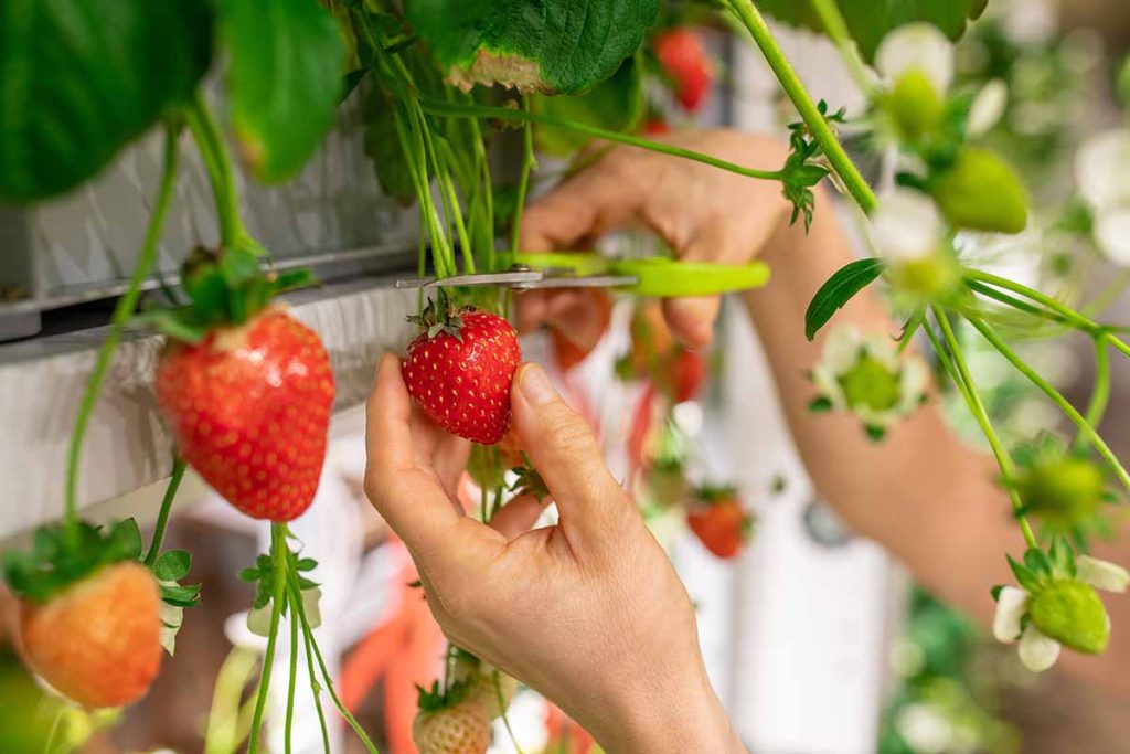 How to Harvest a Strawberry Plant