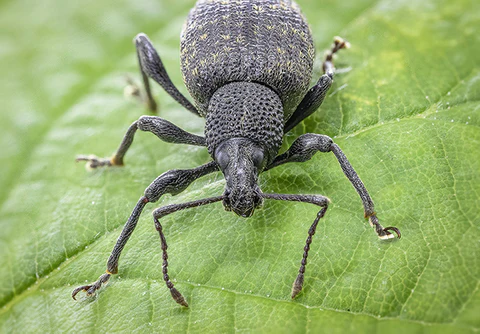 How to Identify Vine Weevils