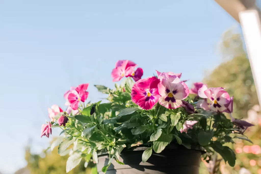 How to Keep Them Blooming All Season Long