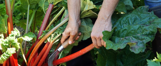 How to Know When Rhubarb Is Ready to Pick