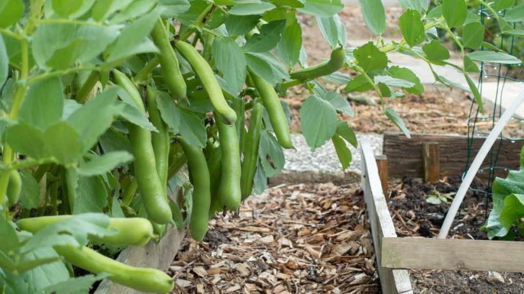 How to Look After the Growing Broad Beans