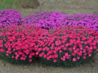 How to Maintain Dianthus Plants