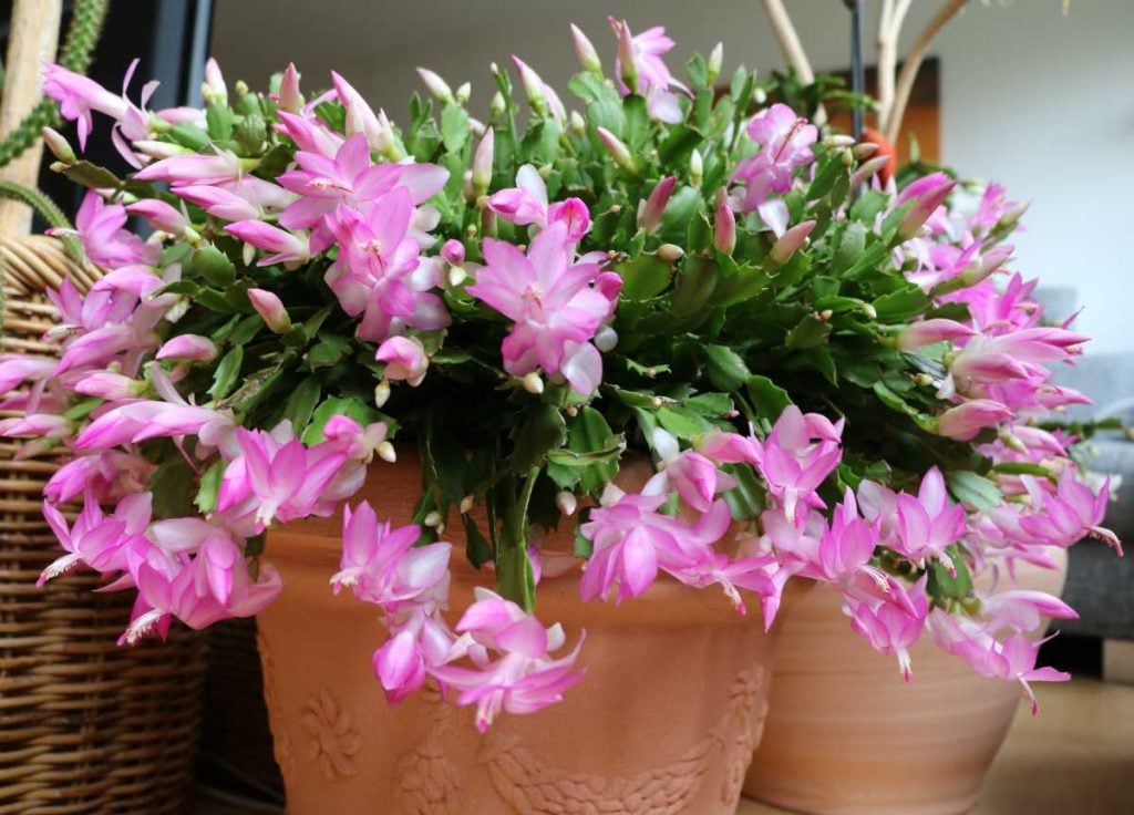 How to Make the Christmas Cactus Rebloom