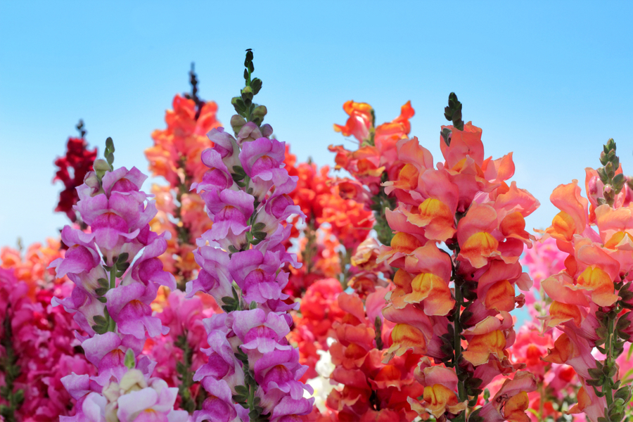 How to Make the Snapdragon Plant Bloom