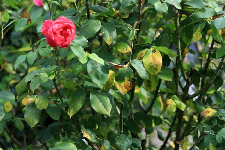 Black Spot on Roses: Strategies for Yearly Prevention
