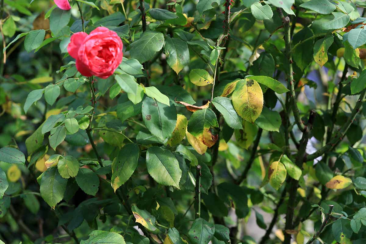 Black Spot on Roses: Strategies for Yearly Prevention