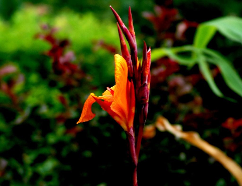 How to Overwinter Canna Lilies