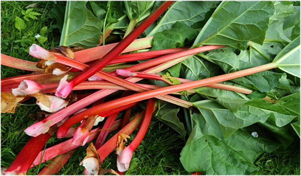 How to Pick Rhubarb Appropriately