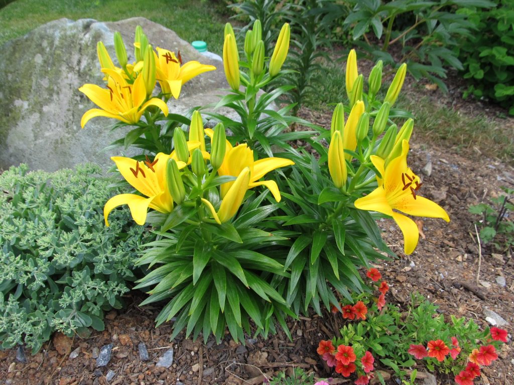 How to Plant Asiatic Lily Plant