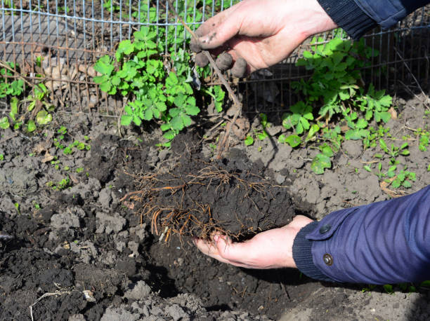 How to Plant Clematis