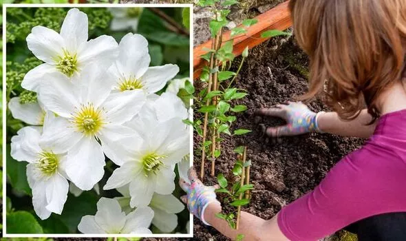 How to Plant Clematis