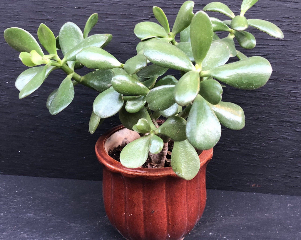 How to Plant Crassula Ovata