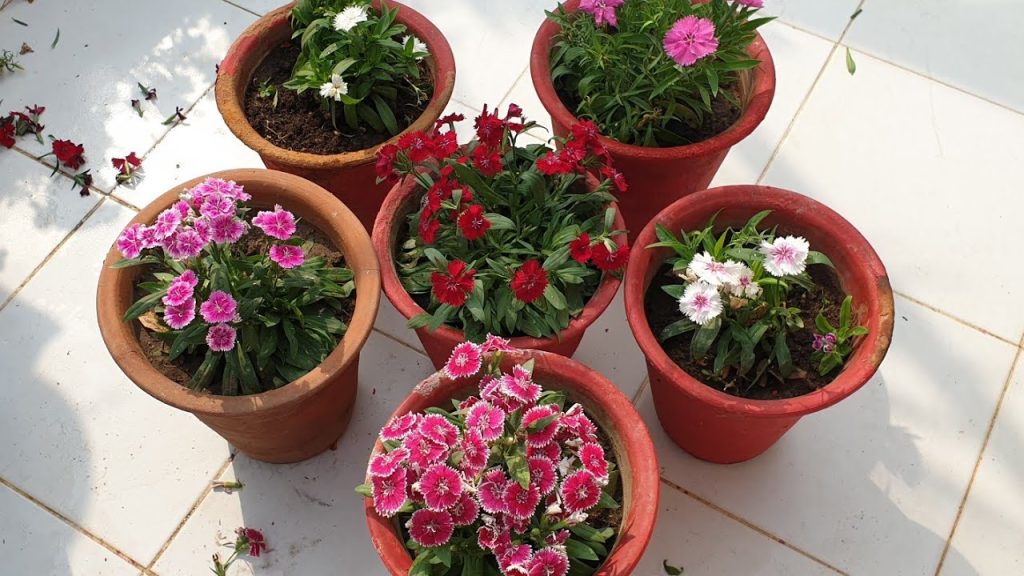 How to Plant Dianthus