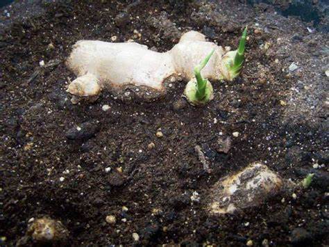 How to Plant Ginger