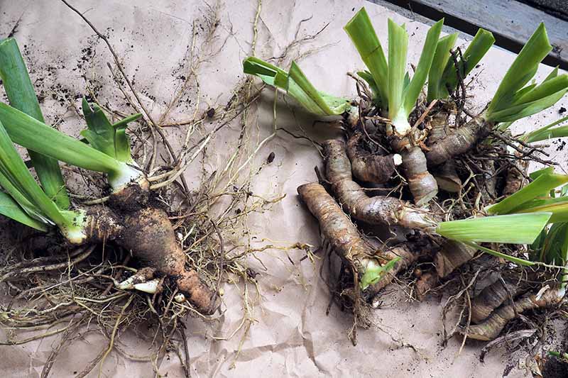 How to Plant Iris Bulbs in 3 Stages