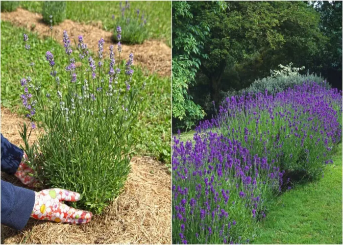 How to Plant Lavender in The Ground.jpg
