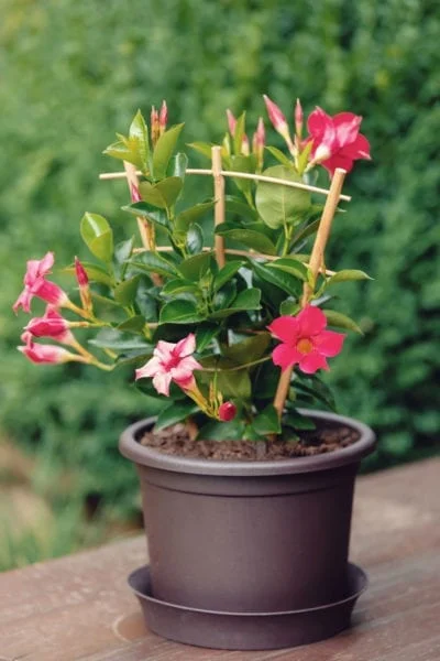 How to Plant Rock Trumpet (Mandevilla)