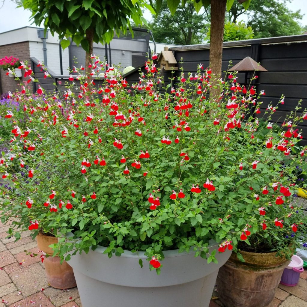 How to Plant Your Salvia Hot Lips