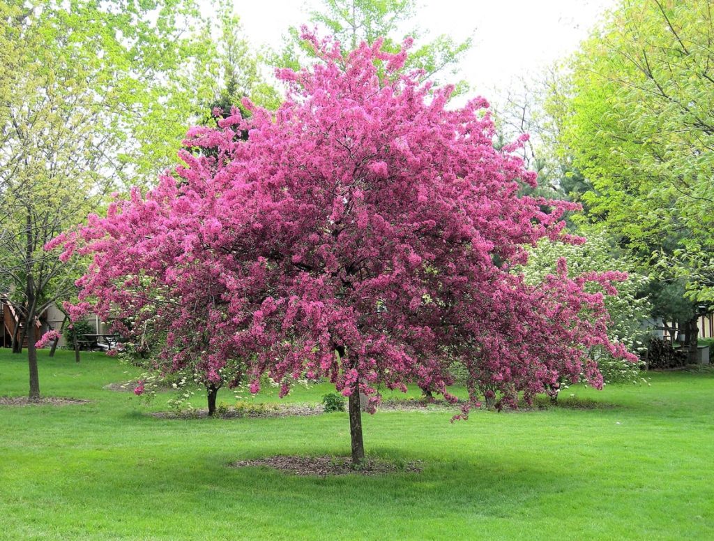 How to Plant a Crabapple Tree