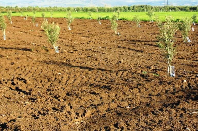 How to Plant an Olive Tree