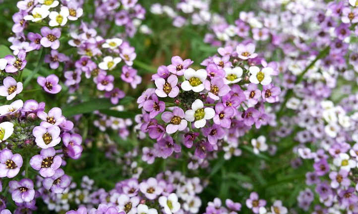 How to Plant and Grow Sweet Alyssum