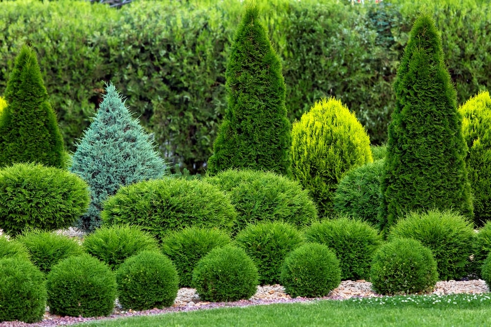 How to Plant the Arborvitae - Thuja Plant