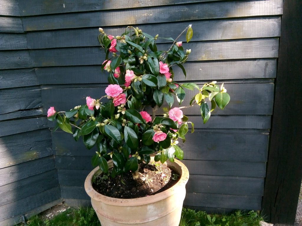 How to Pot Camellia During Winter