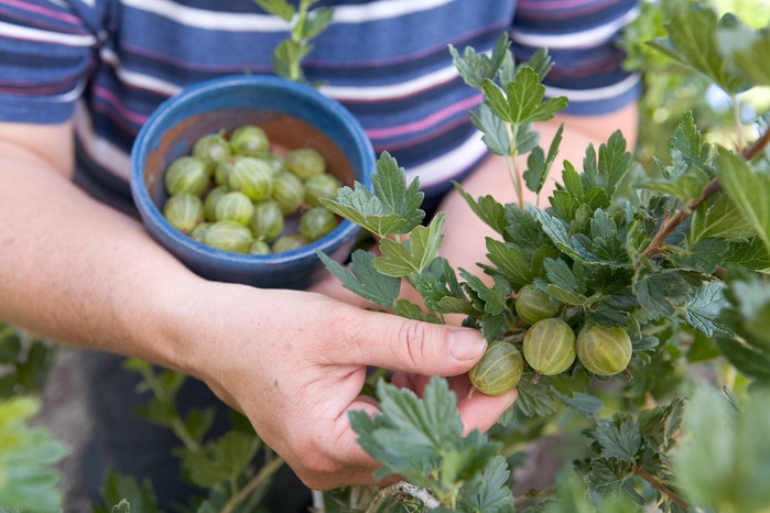 How to Preserve and Enjoy Gooseberries