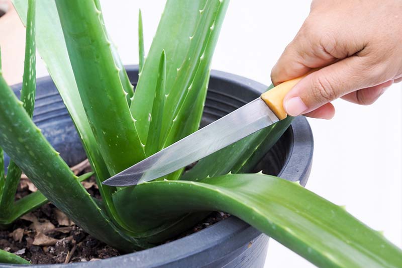 How to Propagate Aloe Vera Plants