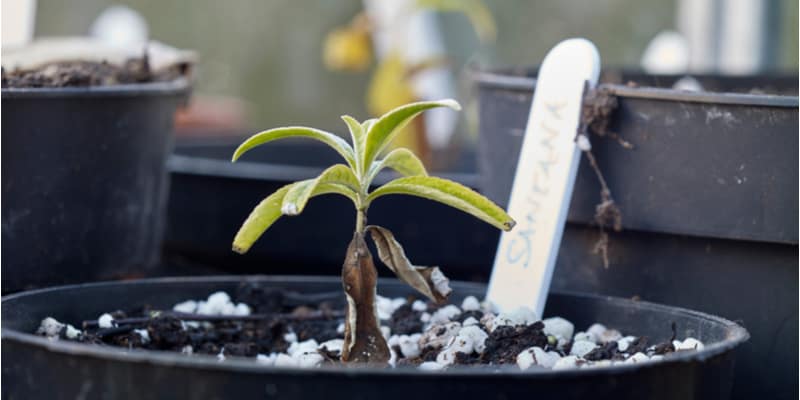 How to Propagate Buddleia From Cuttings