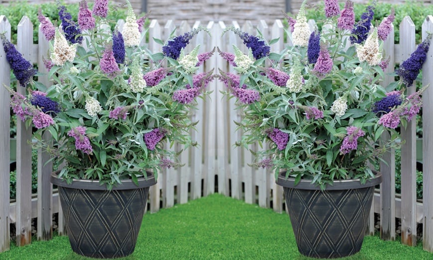 How to Propagate Buddleia Using Softwood Cuttings
