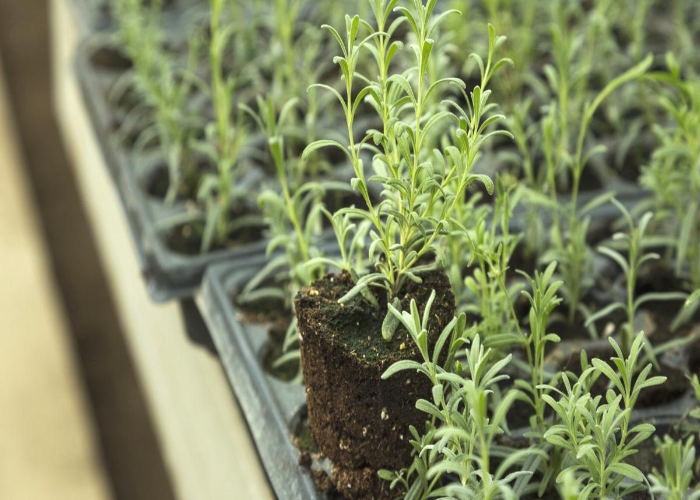 How to Propagate Lavender