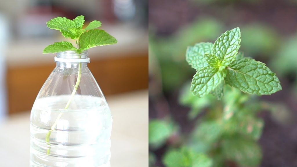 How to Propagate Mint