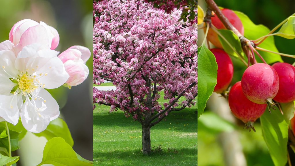 How to Propagate a Crabapple Tree