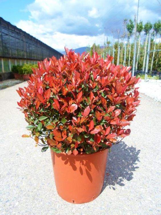 How to Propagate a Photinia Red Robin?