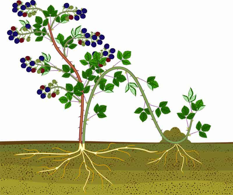 How to Propagate with Tip Layering