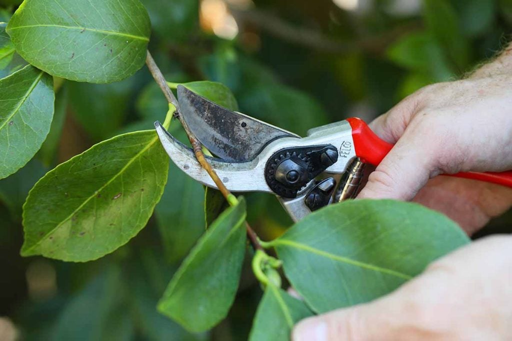 How to Prune Camellias