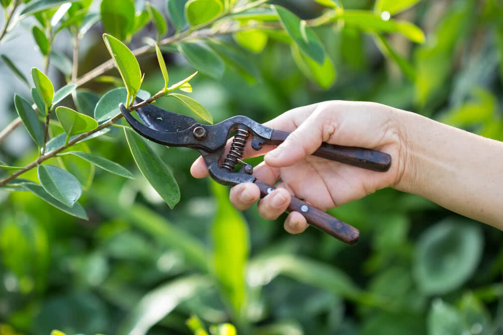 How to Prune Crabapple Trees