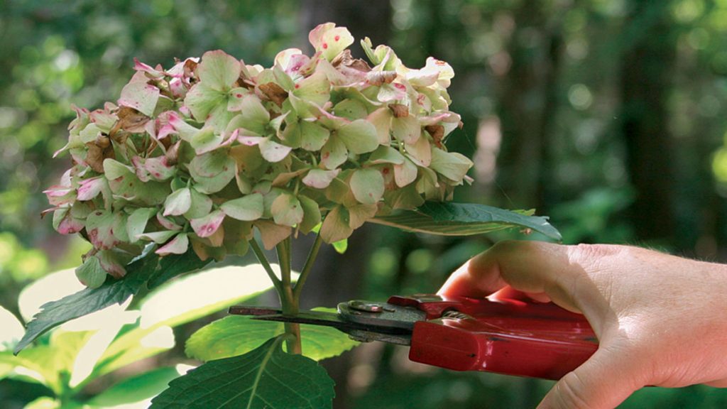 How to Prune Hydrangeas Flowers