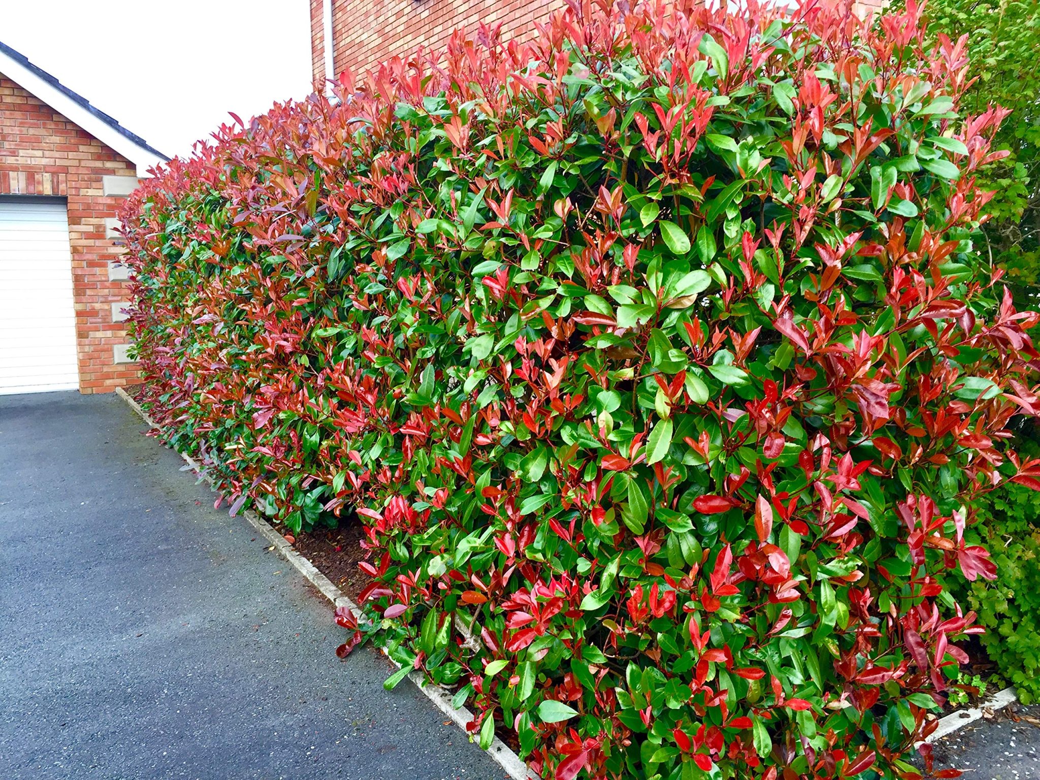 Complete Guide to Pruning Photinia Red Robin - The Arches