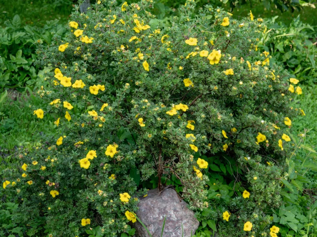 How to Prune Potentilla