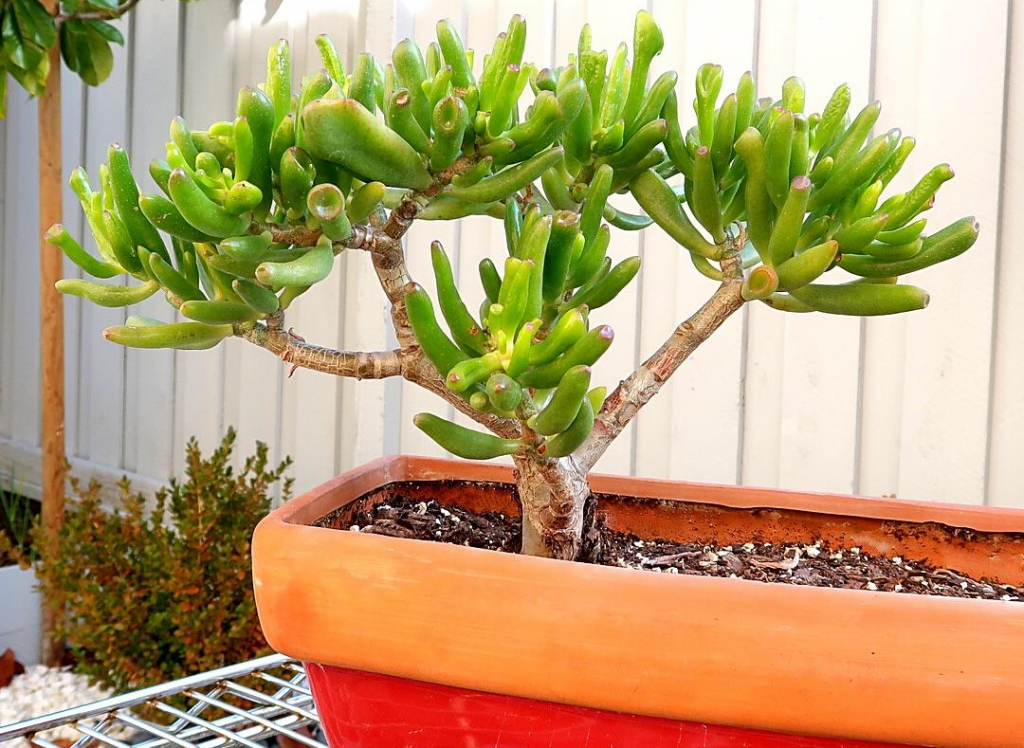 How to Prune a Crassula Ovata “Money” Plant