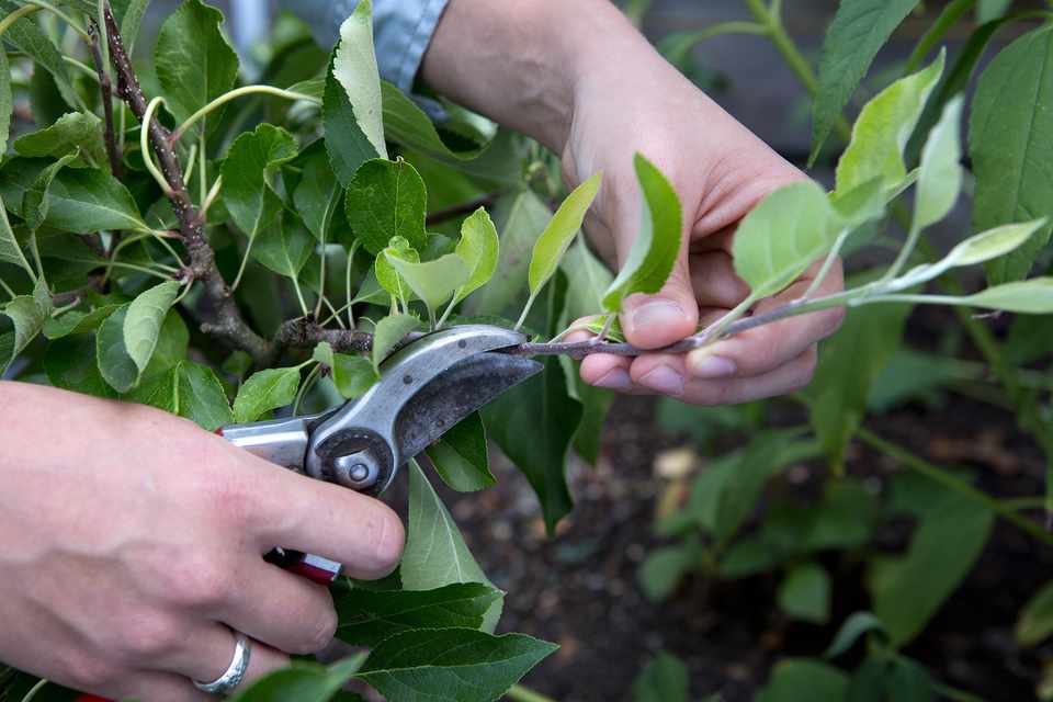 How to Prune an Apple Tree in Summer