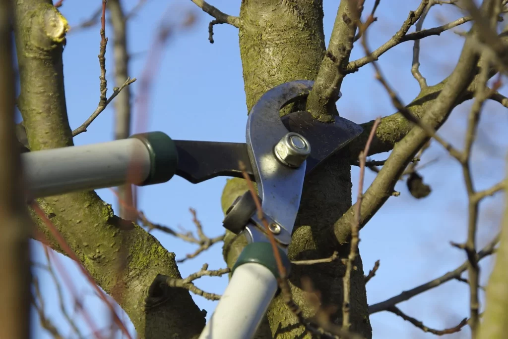 How to Prune an Apple Tree.jpg