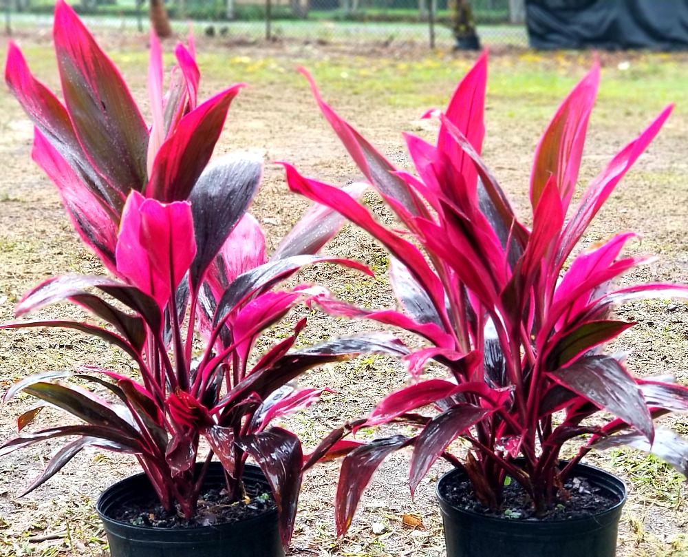 How to Re-Pot Cordyline Plant