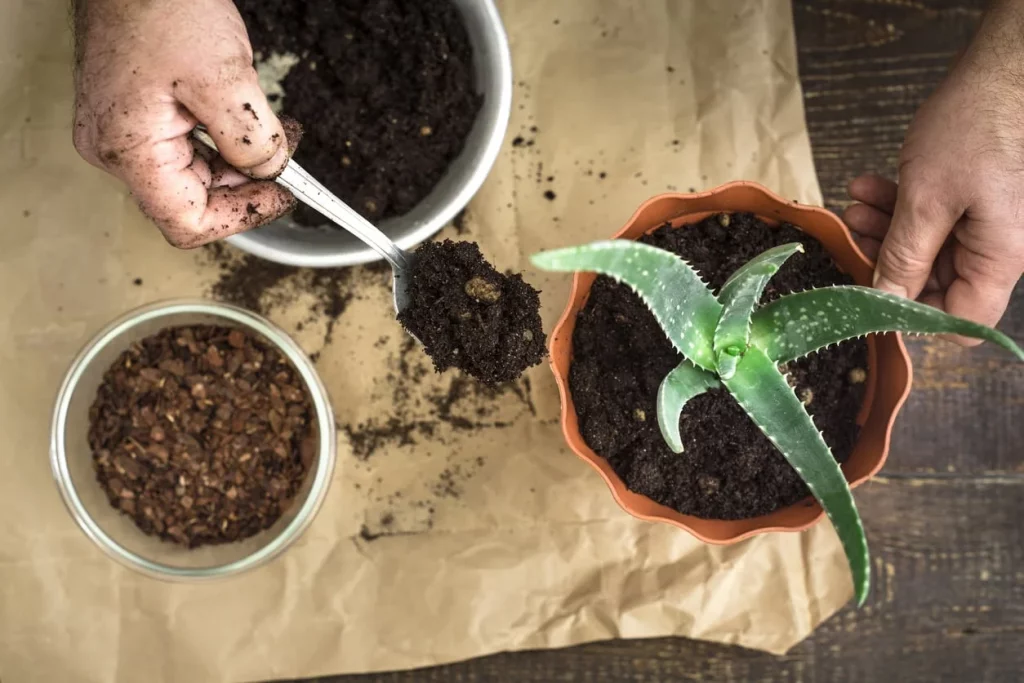 How to Re-pot Aloe Vera Plant.jpg