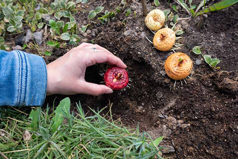 How to Replant Gladiolus Bulbs