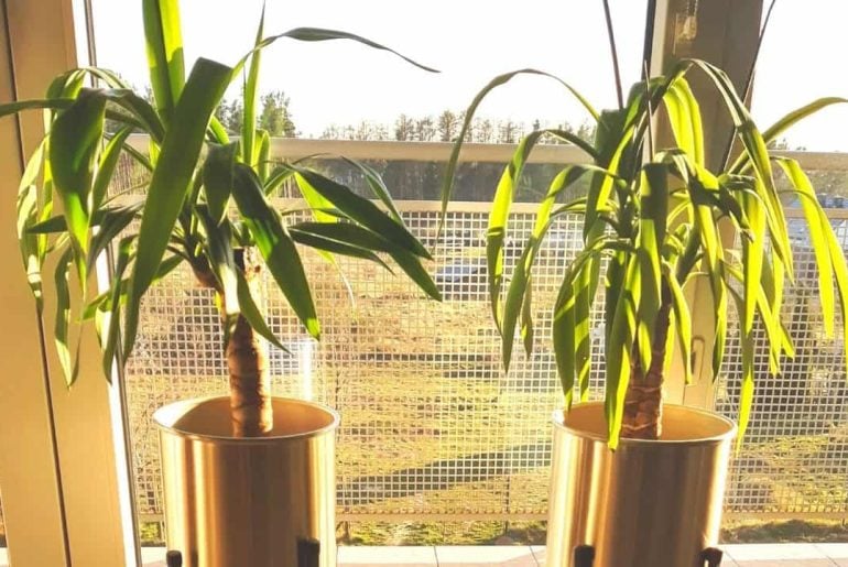 Yucca Plant Dying? Here's How To Revive a Dying Yucca Plant The Arches