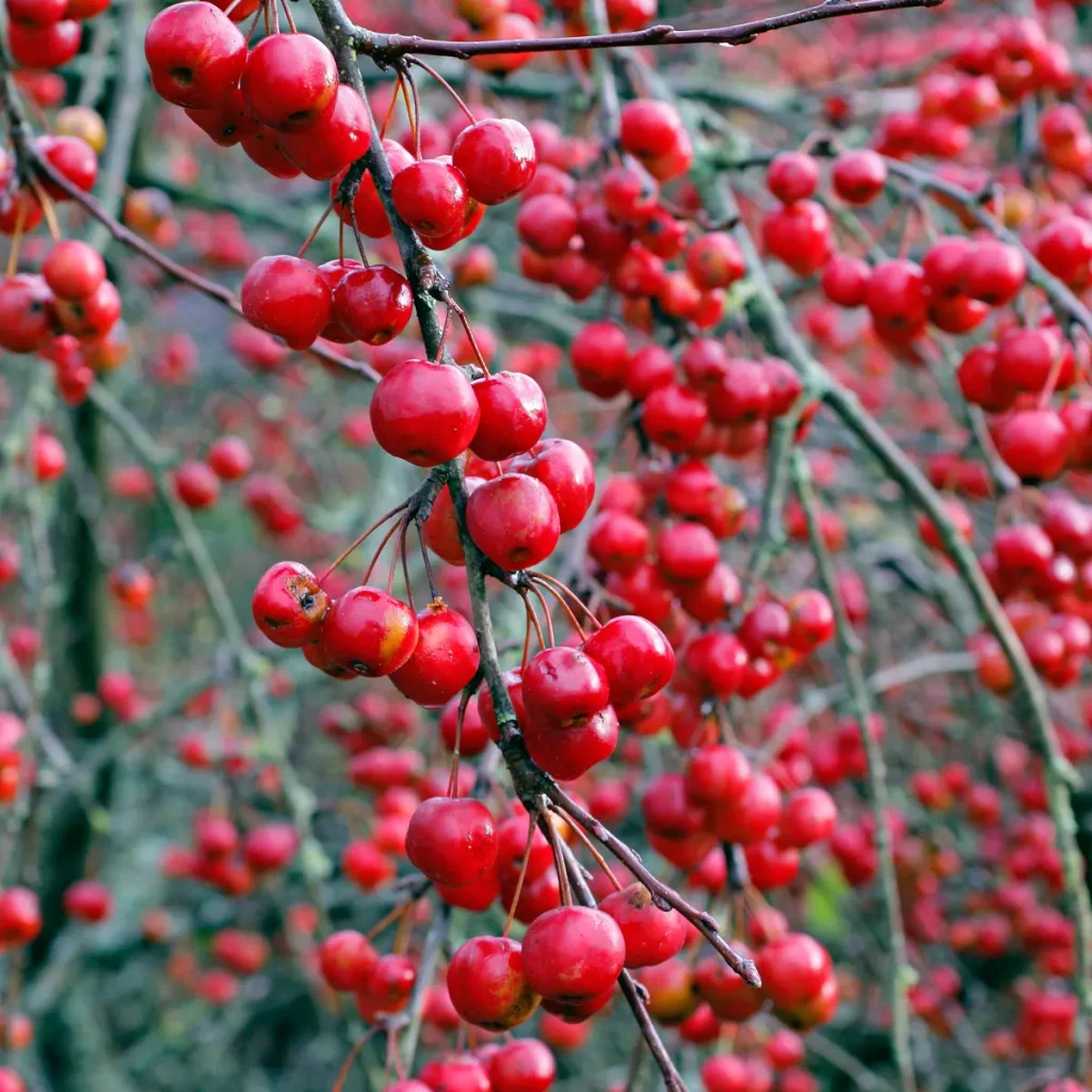 How to Save Crabapple Trees from Pests